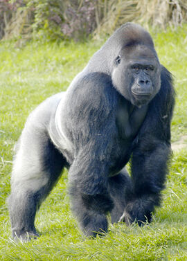 primate-wikifur-the-furry-encyclopedia