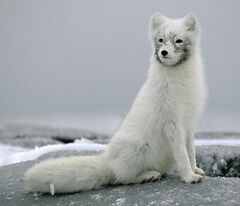 Arctic fox - WikiFur, the furry encyclopedia