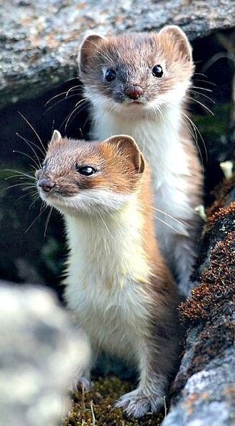 Stoat - WikiFur, the furry encyclopedia