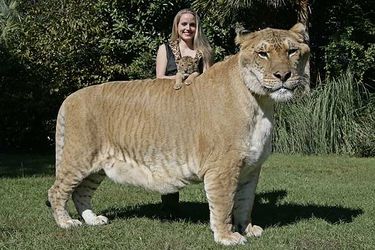 Liger - WikiFur, the furry encyclopedia