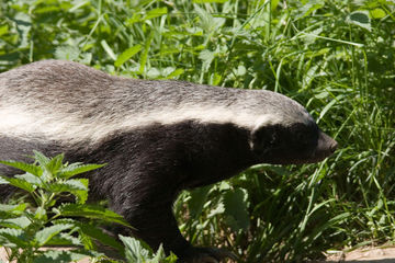 Ratel - WikiFur, the furry encyclopedia