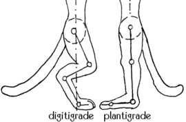 Digitigrade - WikiFur, the furry encyclopedia